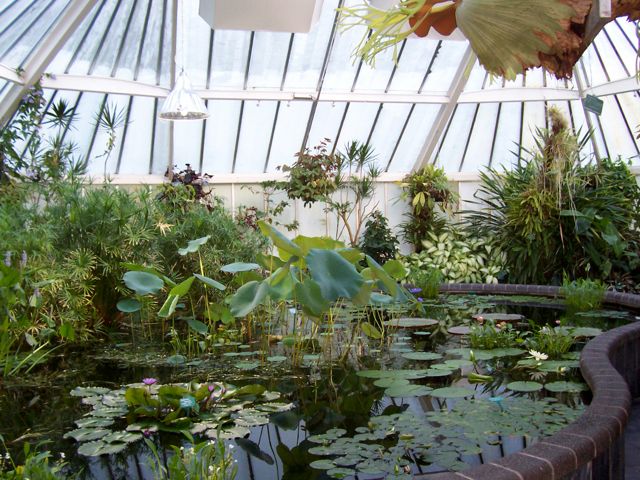 Lily pond in the glasshouse, Wellington Botanical Gardens